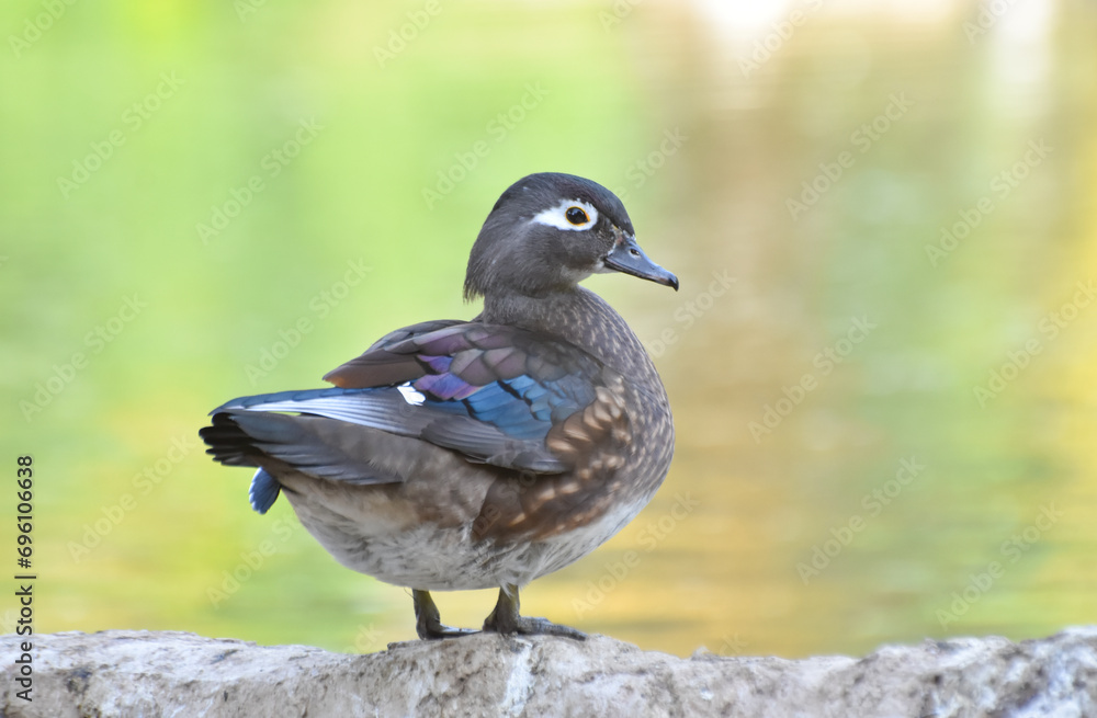 Female Wood Duck standing on rock. Female Wood Duck standing on rock.