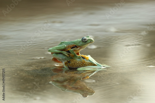 frogs, flying frogs, a pair of cute frogs playing in the water