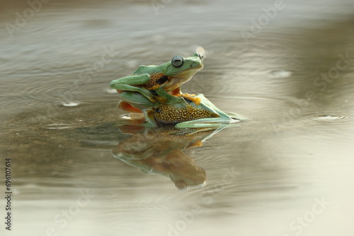 frogs, flying frogs, a pair of cute frogs playing in the water