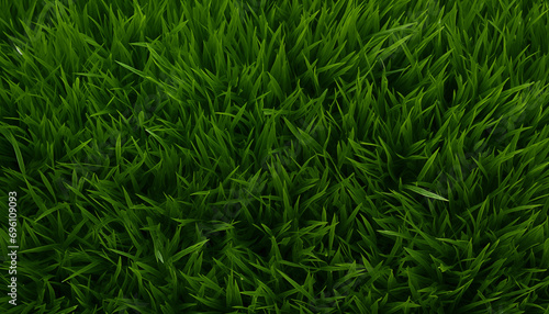 new grass background