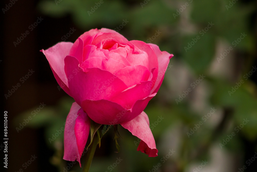 Close-up taken of pink rose in green fresh leaves on blur background Close-up taken of pink rose in green fresh leaves on blur background