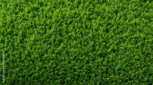 grass textured background. aerial view of grass field. wallpaper. copy space photo