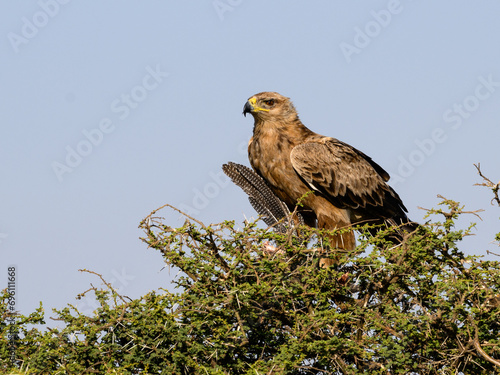 Tawny Eagle with prey on top of the acacia tree against blue sky © FotoRequest