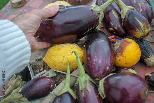 homegrow eggplants and lemons in my hand photo