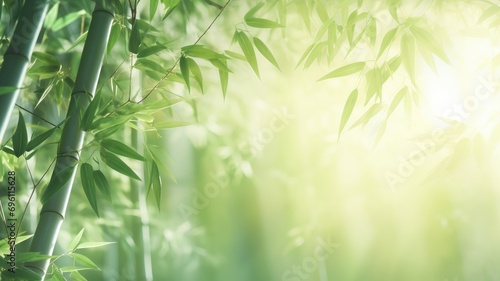 Sunlight filters through bamboo grove
