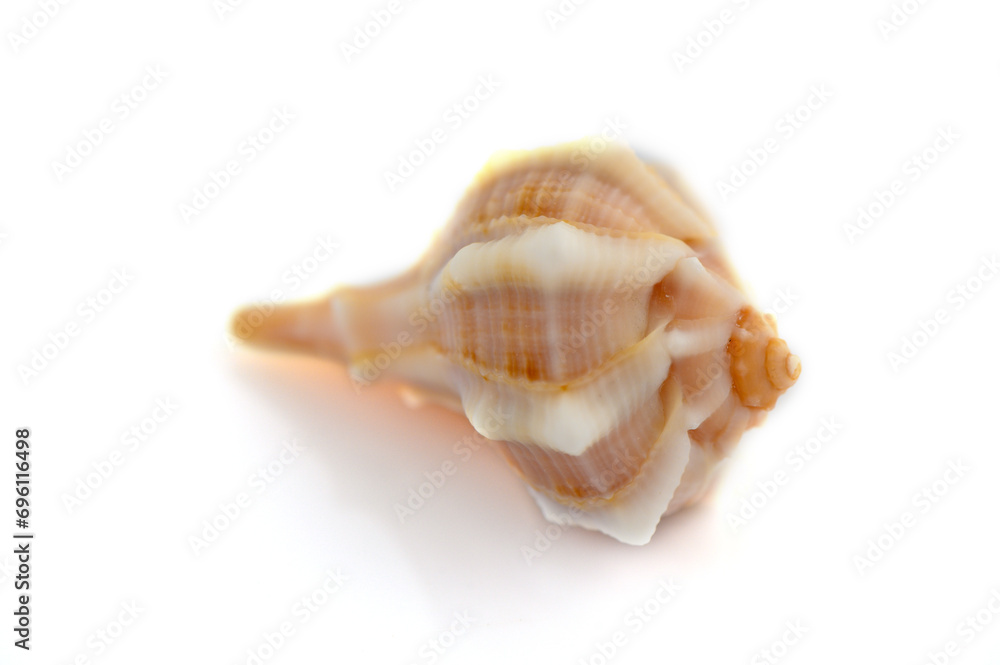 beautiful sea shell on white background 2 beautiful sea shell on white background 2