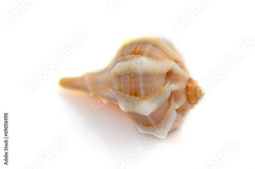 beautiful sea shell on white background 2