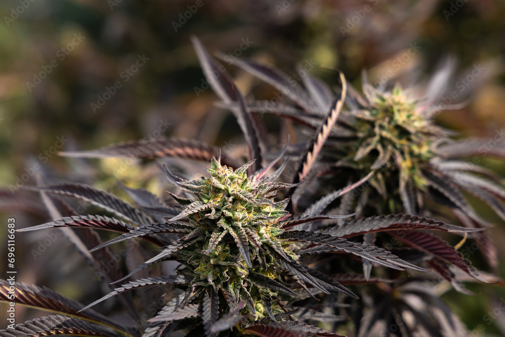 Flowering ganja plant adorned with resinous buds and lush jagged leaves. Captivating Marijuana Bloom Amidst Verdant Splendor, a Testament to Botanical Beauty Flowering ganja plant adorned with resinous buds and lush jagged leaves. Captivating Marijuana Bloom Amidst Verdant Splendor, a Testament to Botanical Beauty