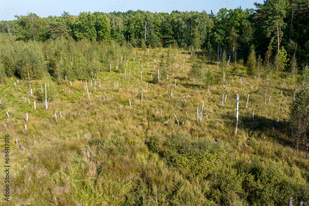 Fototapeta premium Aerial top drone view of swamp area