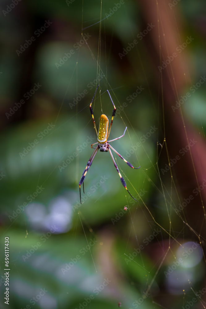 Golden orb spider (Nephila Clavipes) in Tortuguero National Park (Costa Rica) Golden orb spider (Nephila Clavipes) in Tortuguero National Park (Costa Rica)