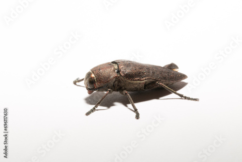 Perotis lugubris is a genus of beetles in the family Buprestidae.The insect is a parasite. © Piotr
