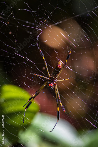 Golden orb spider (Nephila Clavipes) in Tortuguero National Park (Costa Rica) © julen