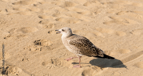 European herring gull (Larus argentatus). A young waterfowl on the sand by the sea. The chick.