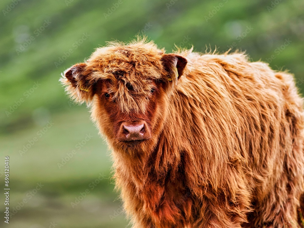 Scottish Highland Cattle (Bos primigenius f. taurus), Highland Cattle or Kyloe, young animal, Isle of Lewis and Harris, Outer Hebrides, Hebrides, Scotland, Great Britain