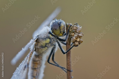 Four-spotted chaser (Libellula quadrimaculata), Emsland, Lower Saxony, Germany, Europe photo