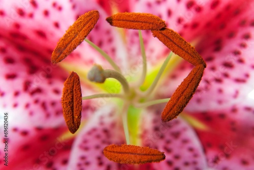 Stamens of a lily (Lilium), lily blossom, macro photograph, Germany, Europe photo
