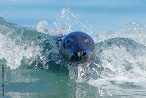 Grey (Halichoerus grypus) seal surfing a wave on the beach, Helgoland, Schleswig-Holstein, Germany, Europe photo
