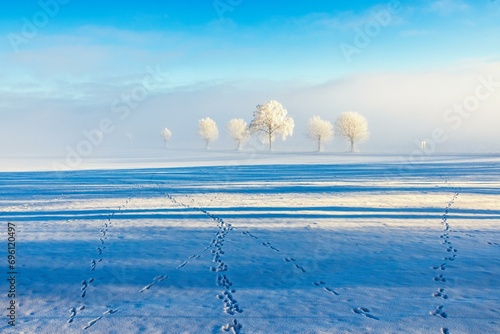 Animal tracks in the snow on the field with hoarfrost on the trees in a wintry landscape photo