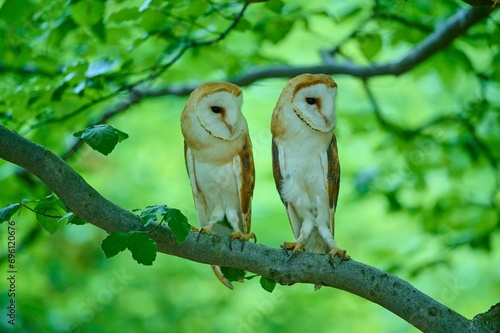 Common barn owl (Tyto alba), two birds sitting in a tree, Bohemian Forest, Czech Republic, Europe photo