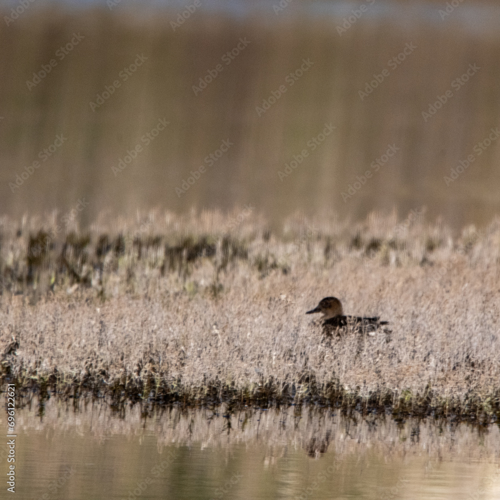 Un canard isolé caché dans les herbes d'un ilot dans un marais Un canard isolé caché dans les herbes d'un ilot dans un marais