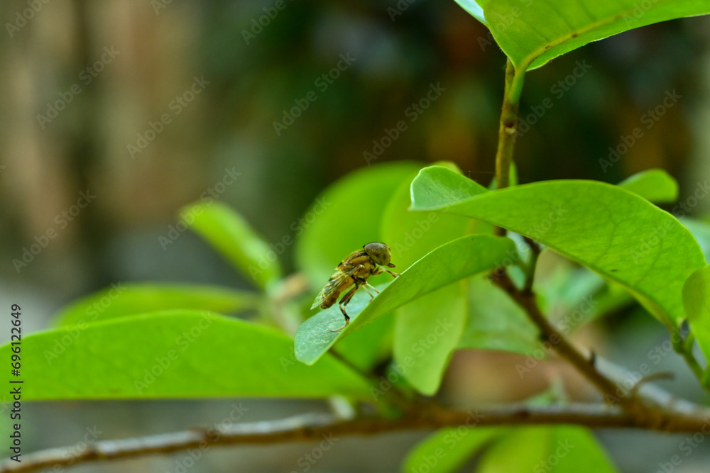 Brown fruit fly with beautiful wing pattern perched on green leaf with blurred background
Brown fruit fly with beautiful wing pattern perched on green leaf with blurred background