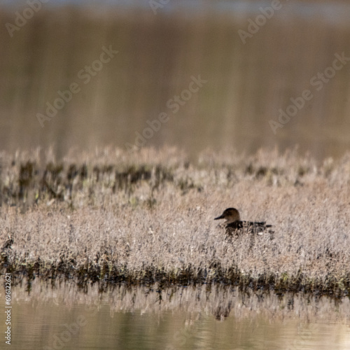 Un canard isol   cach   dans les herbes d un ilot dans un marais