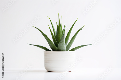 aloe plant aesthetics style white background