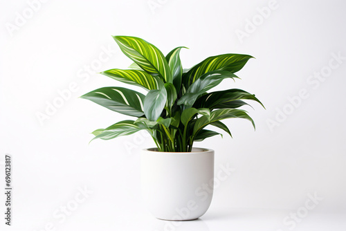 plant in a pot aesthetics style white background