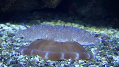 Upside-down jellyfish (Cassiopea andromeda) filtering on the bottom upside-down