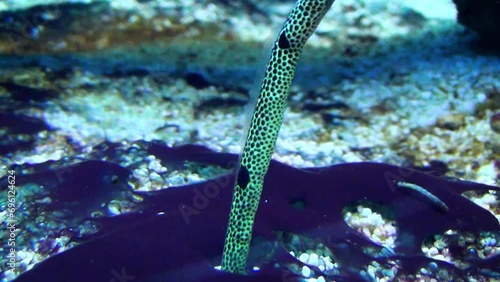 Spotted garden eel (Heteroconger hassi) on the sea floor, emerging and retreating photo