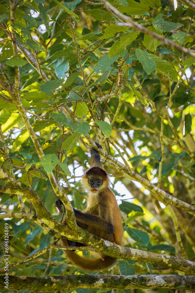 Obraz premium Spider-monkey in the forest of Tortuguero National Park (Costa Rica)