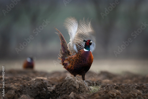 Common pheasant during mating season. Flock of pheasants with dominant male. Spring in Europe.  photo