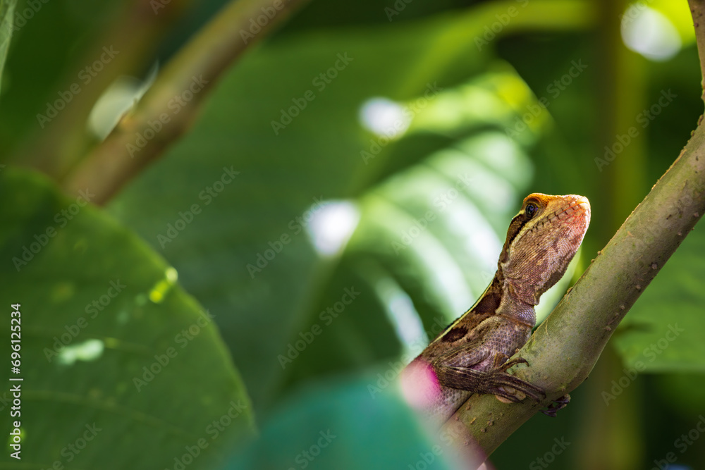 Brown basilisk (Basiliscus vittatus) in Tortuguero National Park (Costa Rica) Brown basilisk (Basiliscus vittatus) in Tortuguero National Park (Costa Rica)