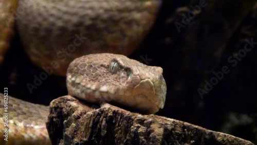 Blunt-nosed viper (Macrovipera lebetinus) head close-up photo