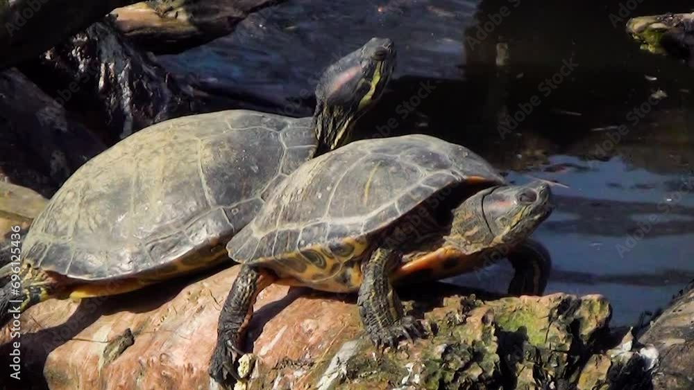 Red-eared sliders (Trachemys scripta elegans) basking in the sun Red-eared sliders (Trachemys scripta elegans) basking in the sun
