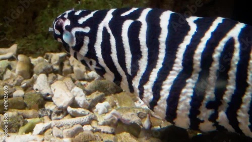 Blind zebra moray (Gymnomuraena zebra), close-up photo