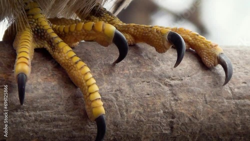 The claws of a common kestrel (Falco tinnunculus), raptor claws, close-up