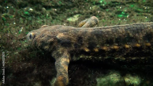 Iberian ribbed newt (Pleurodeles waltl) underwater, side view photo