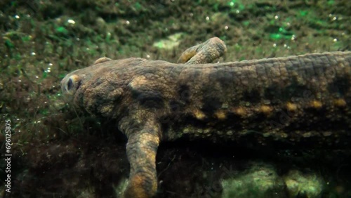Iberian ribbed newt (Pleurodeles waltl) underwater, side view