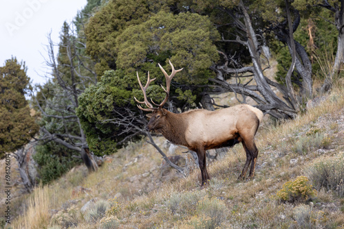 Male elk during rutting season in Yellowstone National park