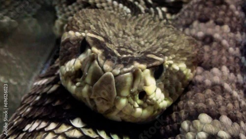 Eastern diamondback rattlesnake (Crotalus adamanteus) head close-up photo
