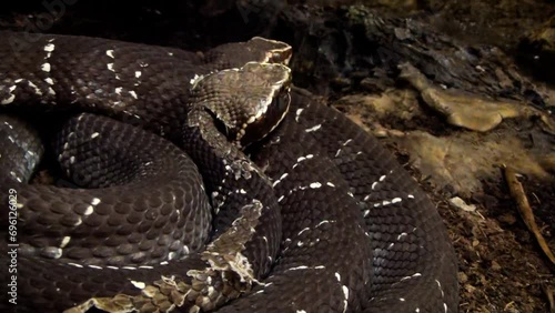 Mexican cantils (Agkistrodon bilineatus) curled up, highly venomous snakes photo