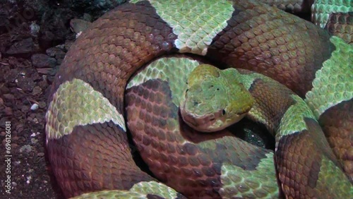 Eastern copperhead (Agkistrodon contortrix) curled up, highly venomous snake photo