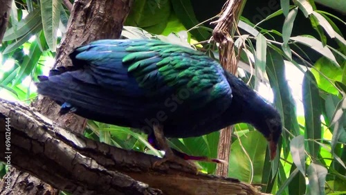 Nicobar pigeon (Caloenas nicobarica) on a tropical tree
