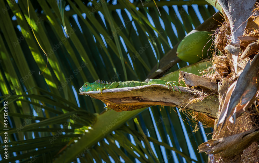 Beautiful Green Iguana (Iguana Iguana) in Tortuguero National Park (Costa Rica)
