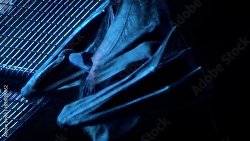 Lyle's flying fox (Pteropus lylei) in a night house, hanging from the roof, close-up of a grooming bat photo