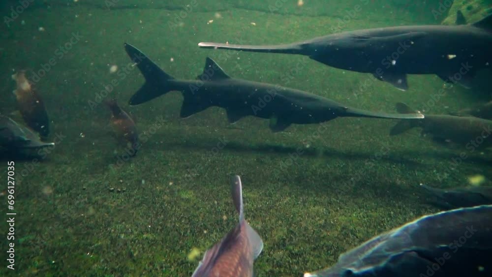 American paddlefish (Polyodon spathula), Siberian sturgeon (Acipenser