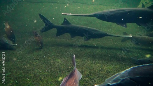 American paddlefish (Polyodon spathula), Siberian sturgeon (Acipenser baerii), Prussian carp (Carassius gibelio), grass carp (Ctenopharyngodon idella), underwater scenery photo