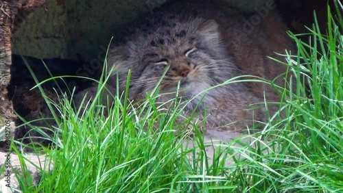 Pallas's cat (Otocolobus manul) resting in captivity
