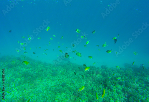 coral reef and fish for banner background